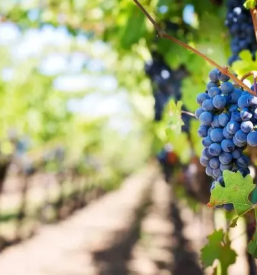 Vinogradniska kmetija kras primorska